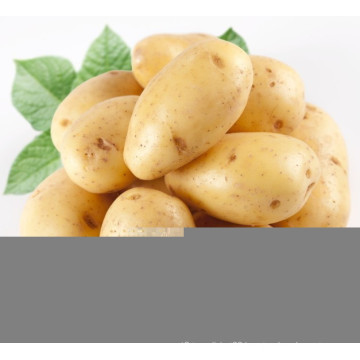 New Crop Fresh Potato (200g and up)